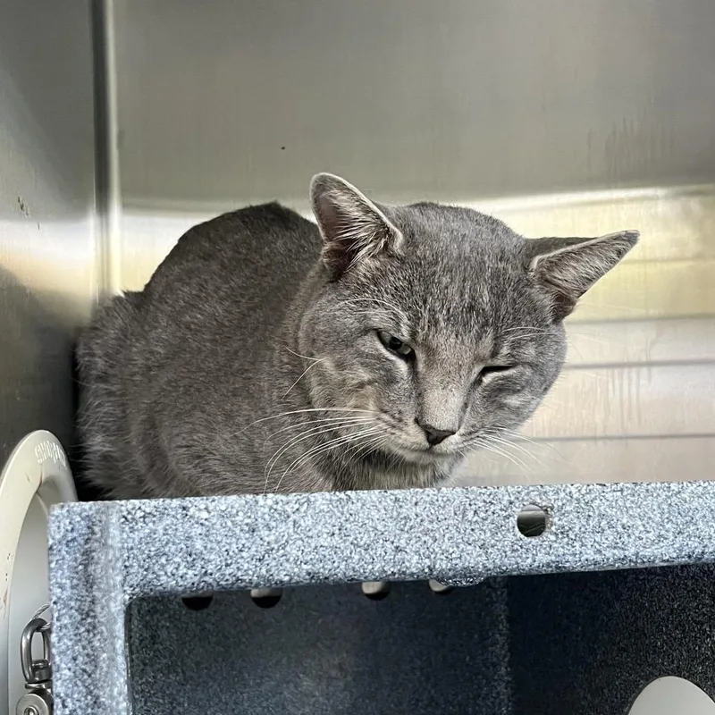 An adult large-sized male Gray / Blue / Silver Domestic Short Hair cat named Rascal for adoption in Greensboro, NC