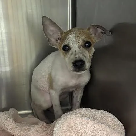 A baby small-sized female White / Cream Mixed Breed dog named Wednesday for adoption in Marshall, TX
