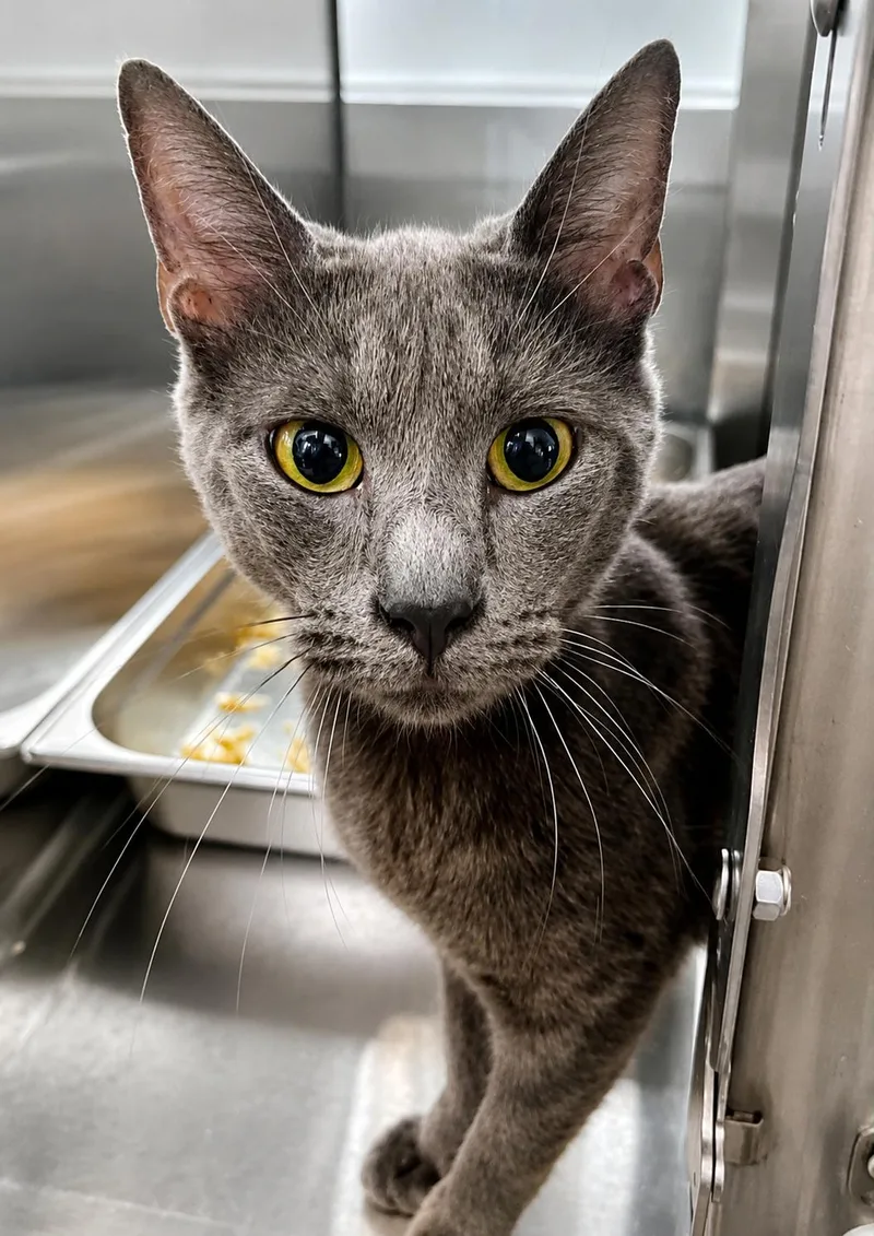 An adult medium-sized female Domestic Short Hair cat named Malibu for adoption in Moundsville, WV