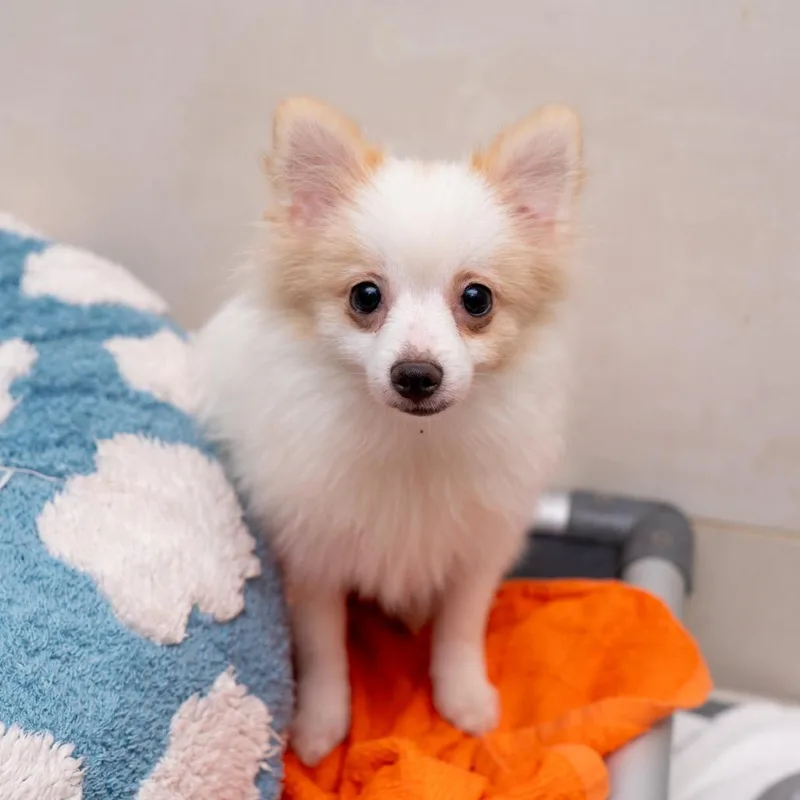 A young small-sized male White / Cream Pomeranian dog named Tres Leches for adoption in New York, NY