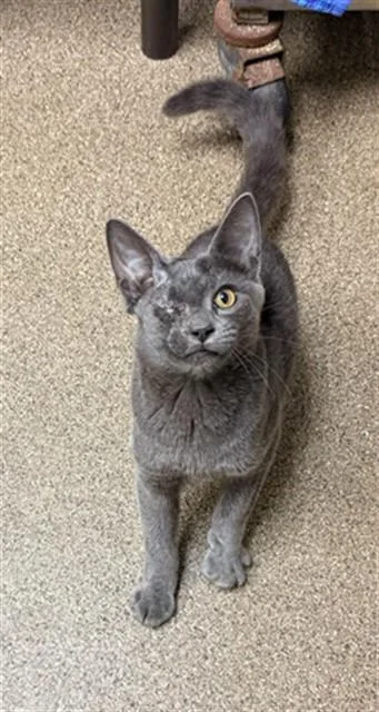 A baby small-sized male Domestic Short Hair cat named Kingston for adoption in Statesville, NC