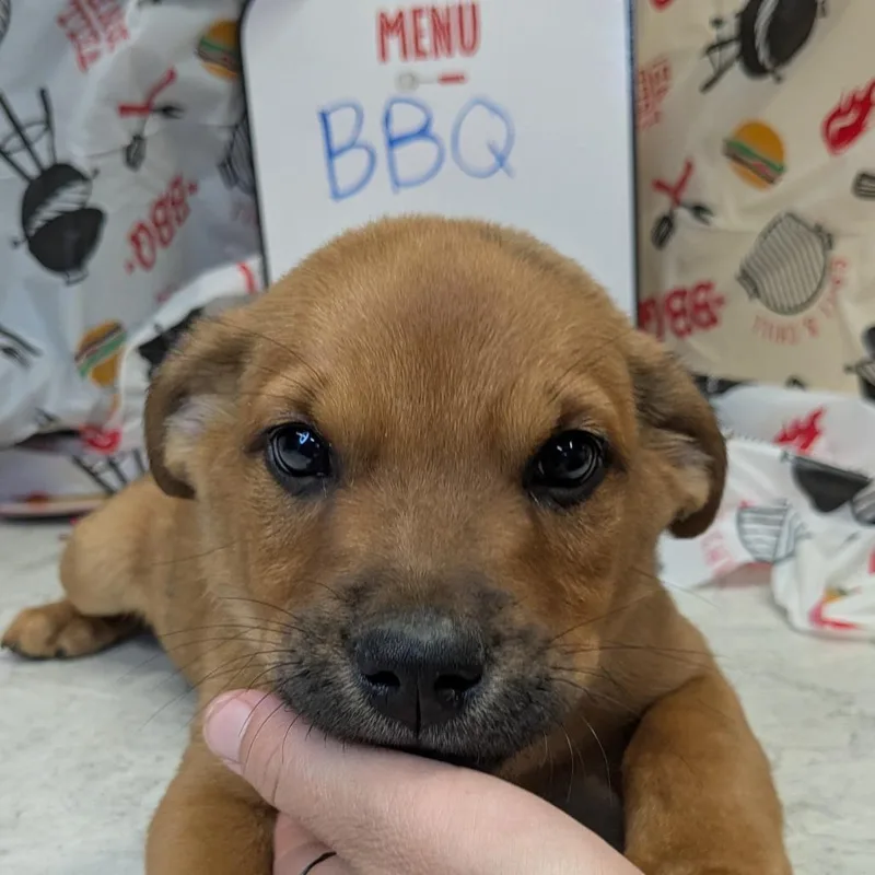 A baby large-sized male Brown / Chocolate Mixed Breed dog named Bbq for adoption in Huntsville, AR