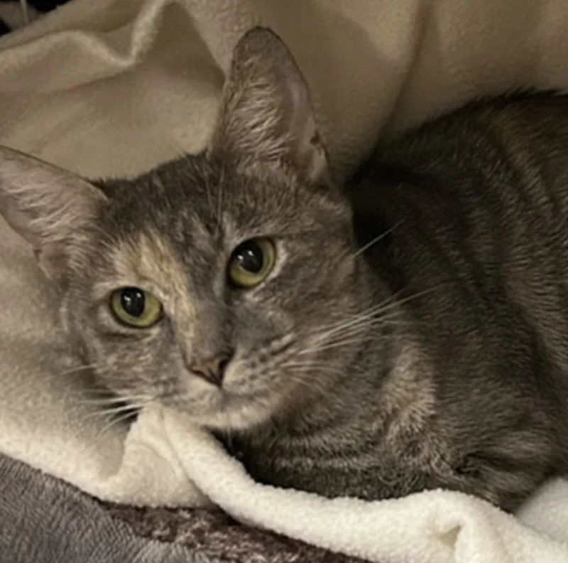 A young medium-sized female Domestic Short Hair cat named Bonnie for adoption in Blasdell, NY