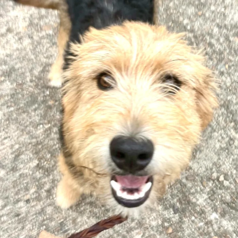 A baby medium-sized male Yellow / Tan / Blond / Fawn Airedale Terrier dog named Hawkeye for adoption in Sequatchie, TN