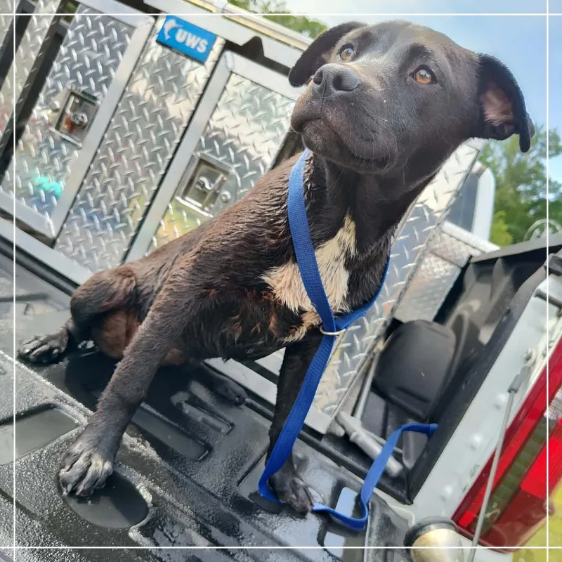 A baby small-sized female Black Black Labrador Retriever dog named Dahlia for adoption in Lyons, GA