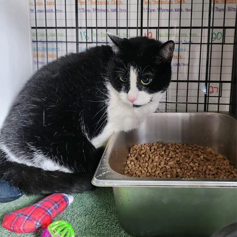 An adult large-sized female Black Domestic Short Hair cat named Pudge for adoption in Columbus, NC