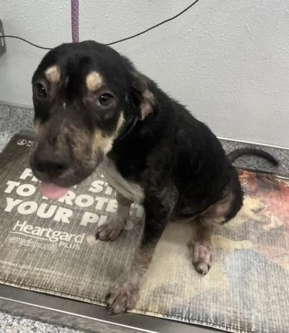 A young medium-sized male Hound dog named Philbert for adoption in Daytona Beach, FL