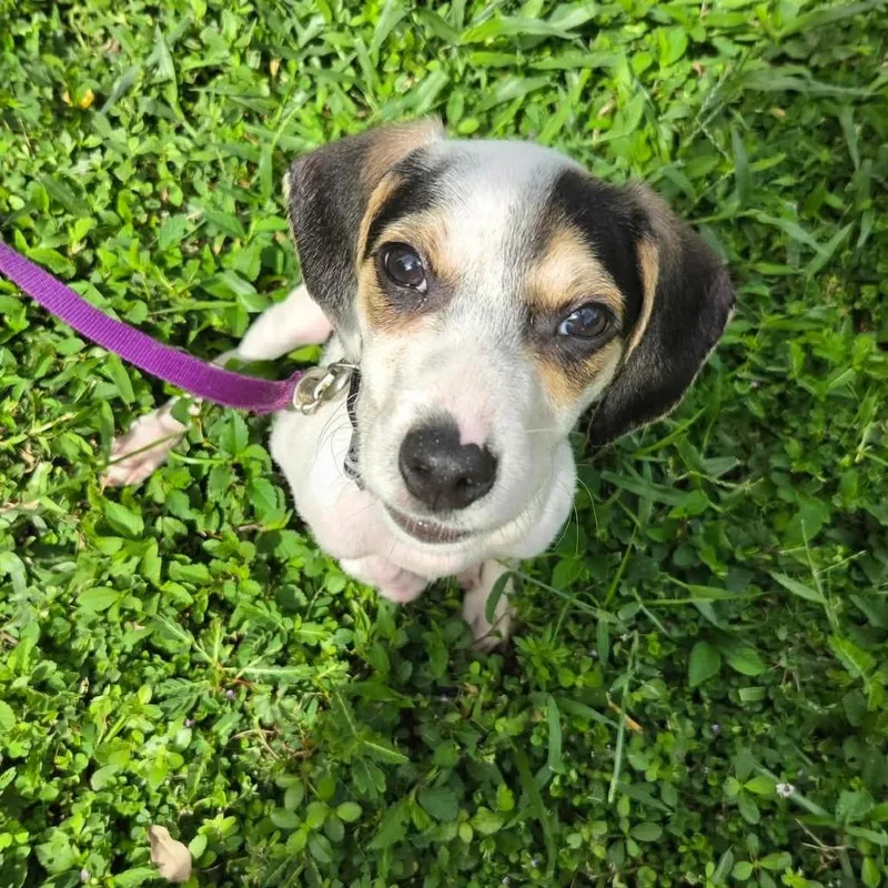 A baby small-sized male Chihuahua dog named Wesley for adoption in Seminole, FL
