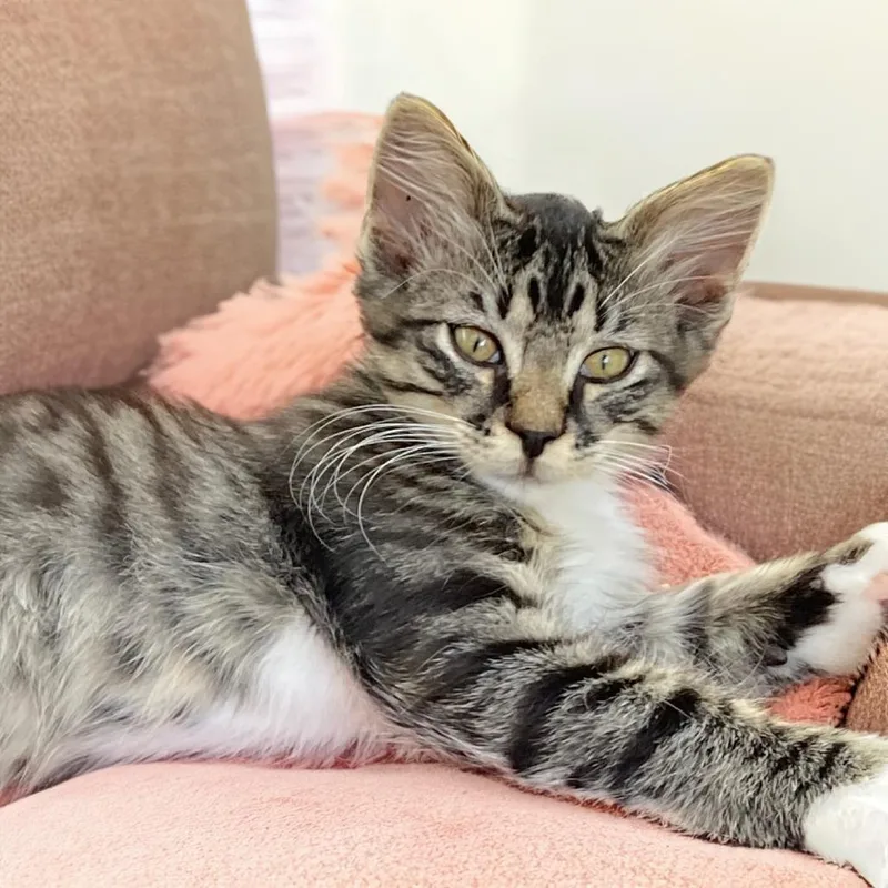 A baby small-sized male Brown / Chocolate Domestic Long Hair cat named Kodo for adoption in Long Beach, CA