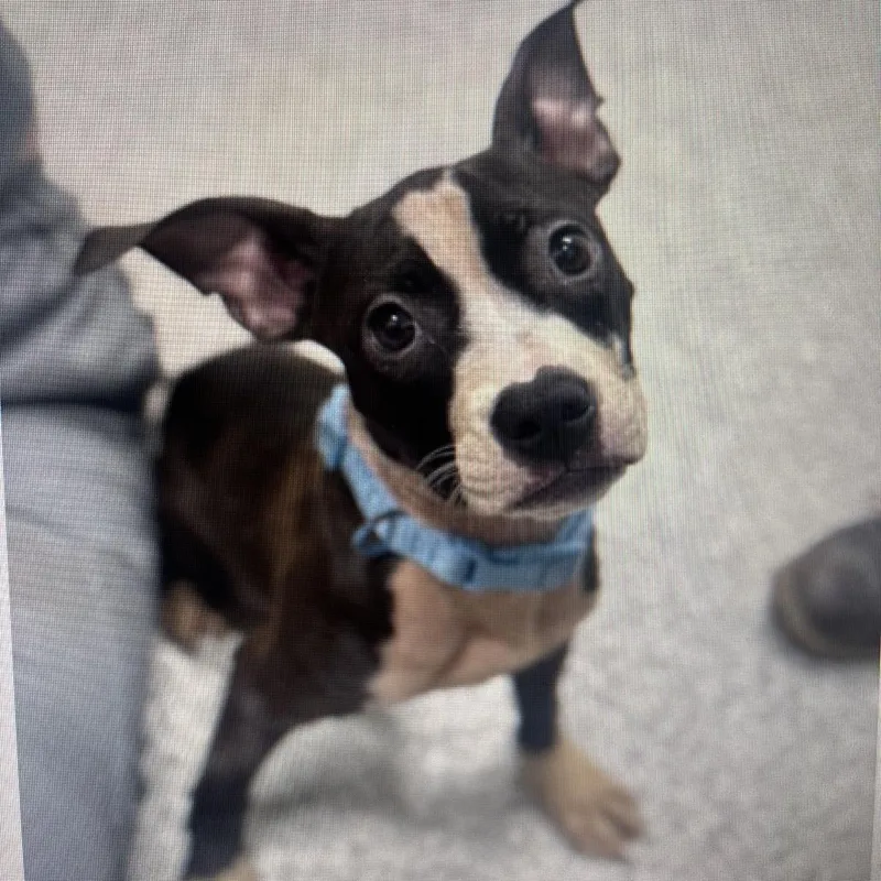 A young small-sized male Black Pit Bull Terrier dog named Boston Nico for adoption in Baltimore, MD