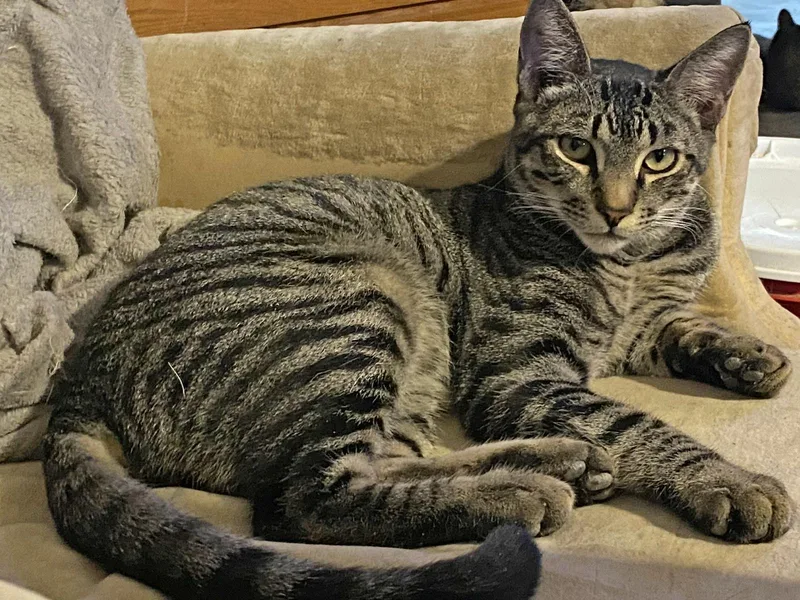 A young medium-sized male Domestic Short Hair cat named Sebastion Murder Blade for adoption in Phoenix, AZ