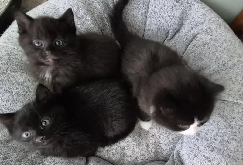 Phantom V thumbnail 2