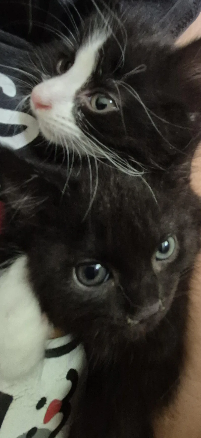 Phantom V thumbnail 3