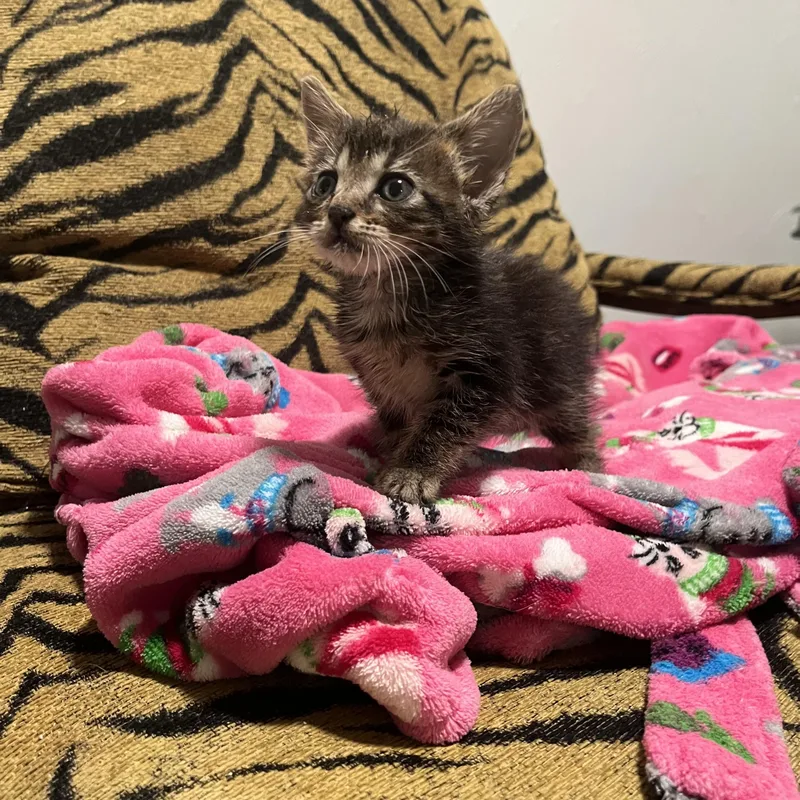 A baby small-sized female Tabby cat named Baby Sandra for adoption in Parkland, FL