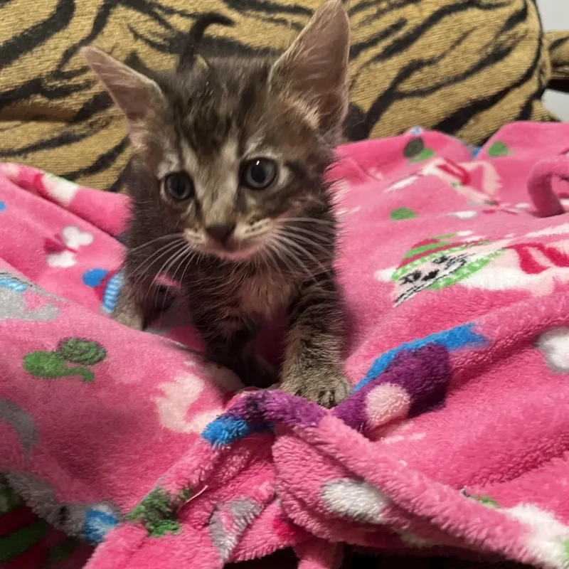 Baby Sandra thumbnail 3