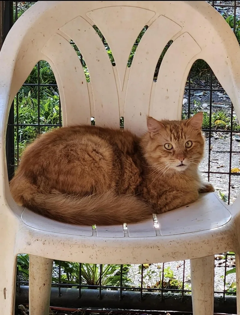 An adult medium-sized male Orange / Red Domestic Short Hair cat named Cornelius for adoption in Howell, MI