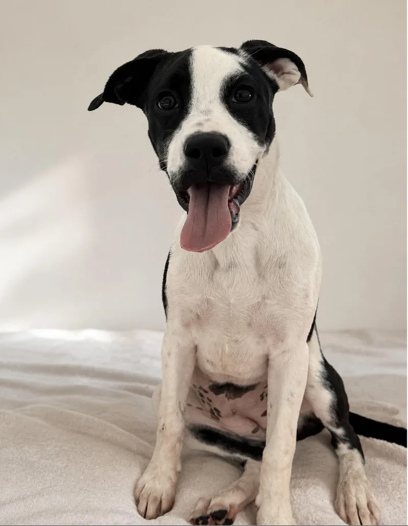 A baby medium-sized female Boxer dog named Poppy for adoption in Newport Beach, CA