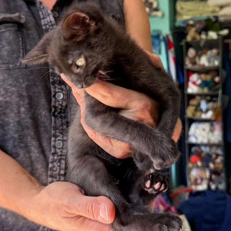 A baby small-sized male Black Domestic Short Hair cat named Neteyam  Home to for adoption in South Elgin, IL