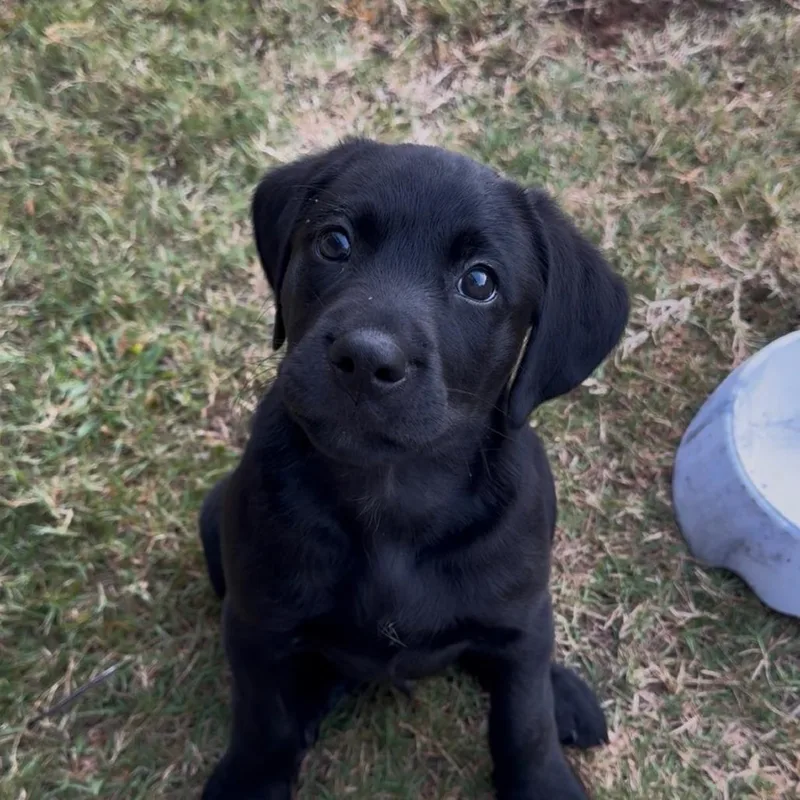 A baby small-sized male Black Labrador Retriever dog named Coal for adoption in Cartersville, GA