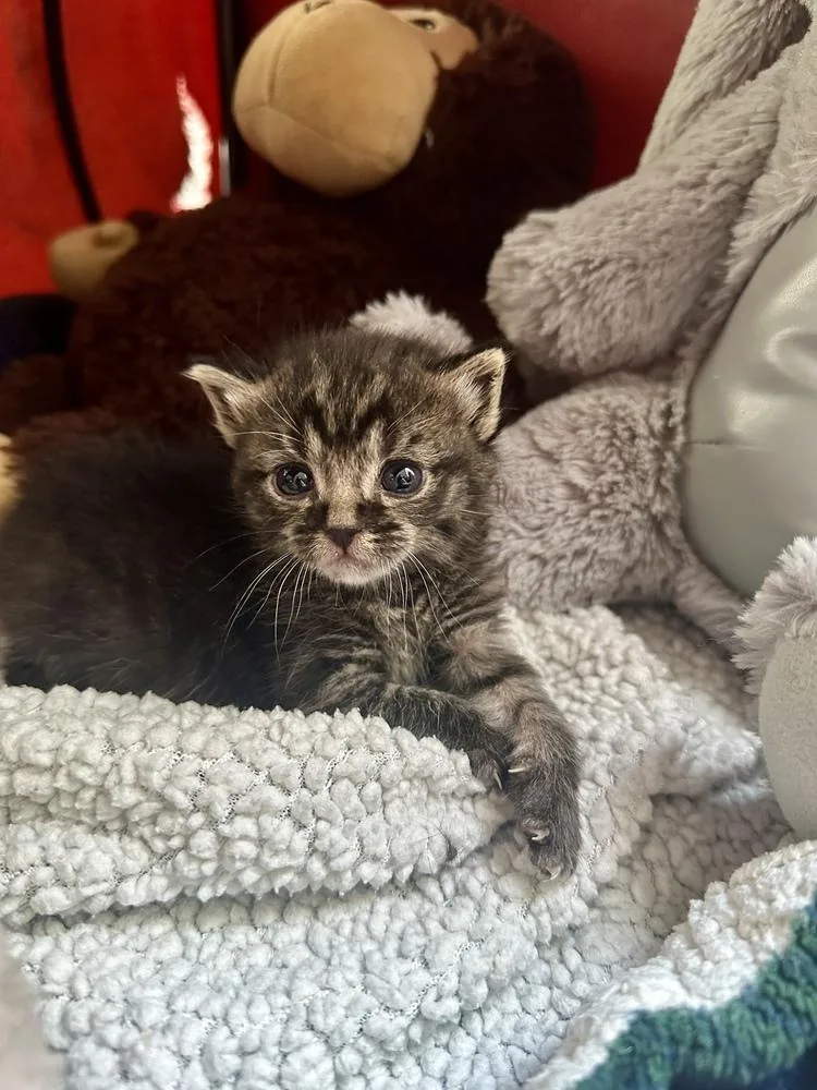 A baby small-sized female Black & White / Tuxedo Domestic Short Hair cat named Sally for adoption in Greensboro, NC