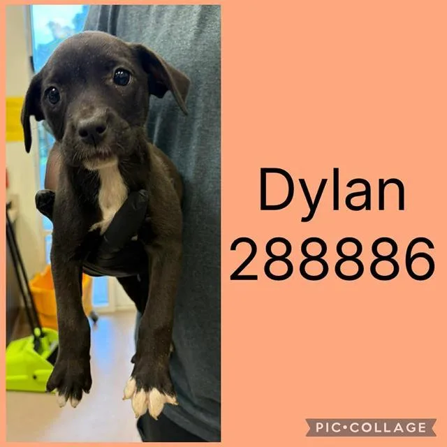 A baby small-sized female Mixed Breed dog named Dylan for adoption in Macon, GA