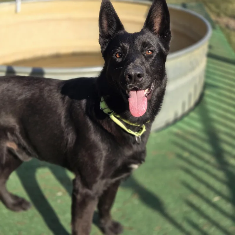An adult medium-sized male Black German Shepherd Dog dog named Midnight for adoption in Mansfield, TX
