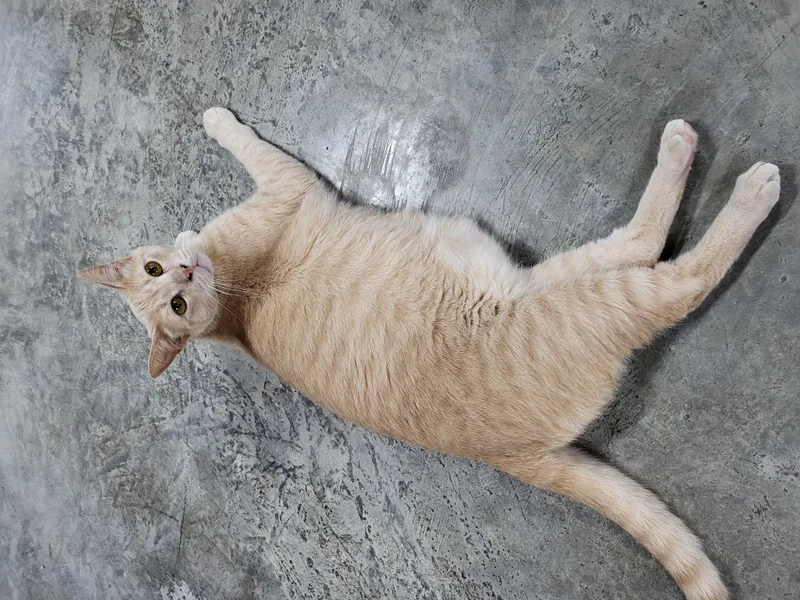 Marilyn Monroe thumbnail 2