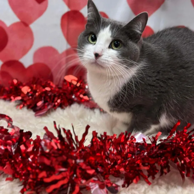 A young large-sized female Domestic Short Hair cat named Shirley for adoption in Effingham, IL