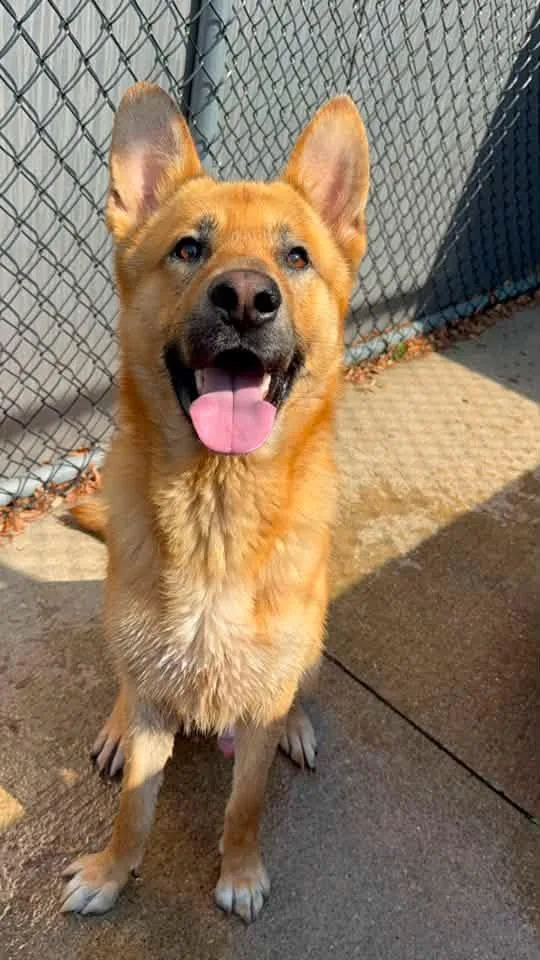 An adult medium-sized male Red / Chestnut / Orange German Shepherd Dog dog named Crispix for adoption in Chicago, IL