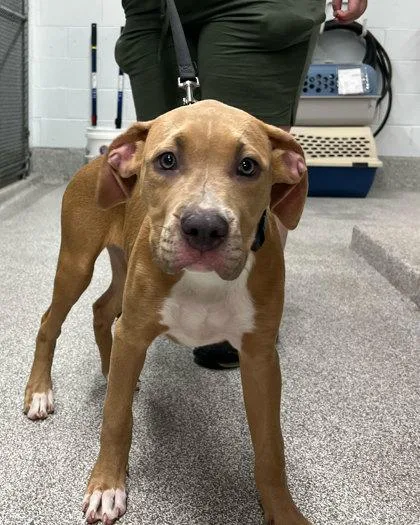 A baby large-sized female Labrador Retriever dog named Jetski for adoption in Elmira, NY