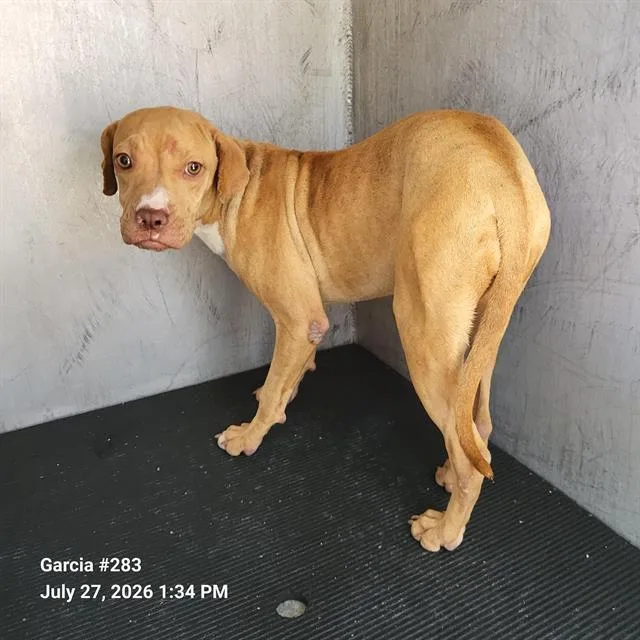 A young small-sized female Boxer dog named Carina for adoption in San Antonio, TX