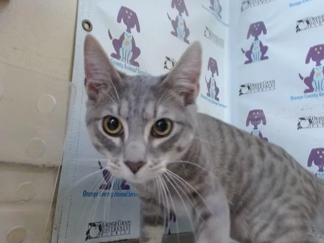 A young small-sized male Domestic Short Hair cat named Chaos for adoption in Orlando, FL