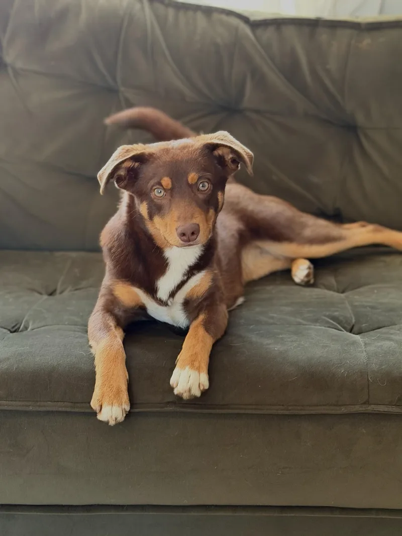 A young small-sized female Brown / Chocolate Australian Shepherd dog named Mila for adoption in Blue Springs, MO