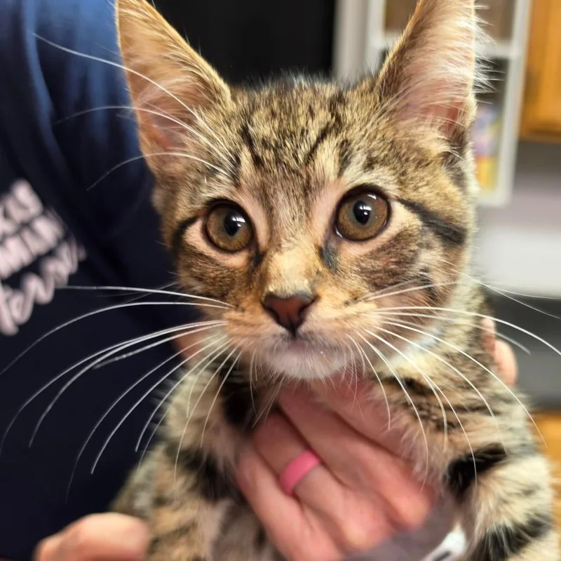 A baby small-sized male Brown / Chocolate Domestic Short Hair cat named Fallon for adoption in Leander, TX