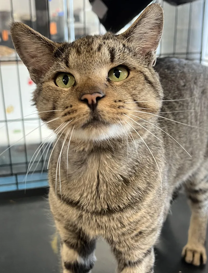 A young medium-sized male Tabby (Brown / Chocolate) Domestic Short Hair cat named Francesco for adoption in Johnston, RI