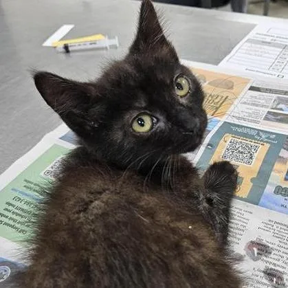 A baby small-sized male Black Domestic Short Hair cat named Parker for adoption in Jacksonville, FL