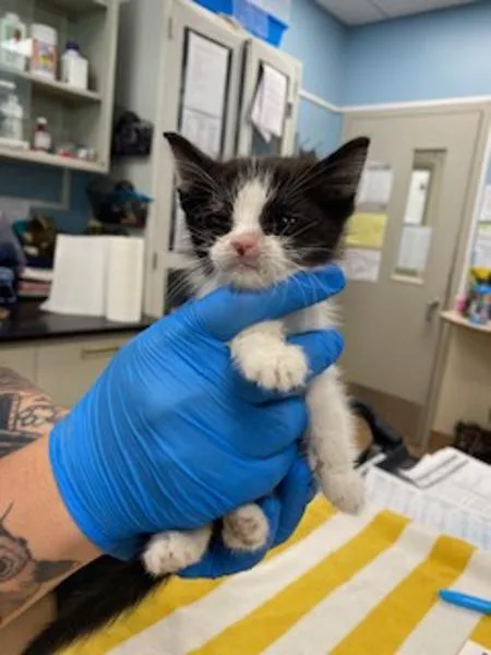A baby small-sized male Domestic Short Hair cat named Keebler for adoption in Santa Rosa, CA
