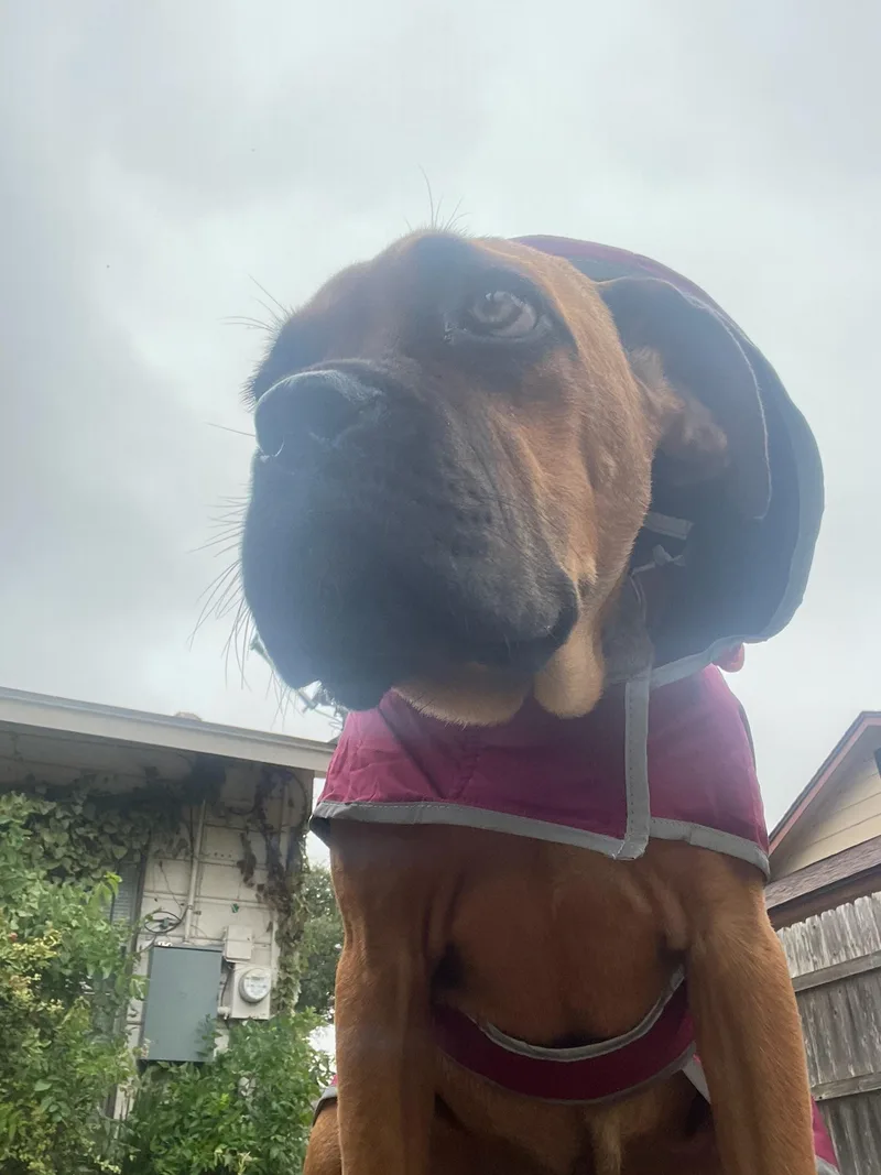 A young medium-sized female Brown / Chocolate Mastiff dog named Cleo for adoption in Austin, TX