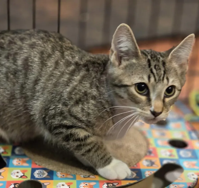 A baby medium-sized male Tabby (Buff / Tan / Fawn) Domestic Short Hair cat named Shark for adoption in New Haven, CT