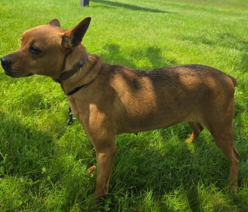 An adult medium-sized female Mountain Cur dog named Sequoia for adoption in Sandusky, OH