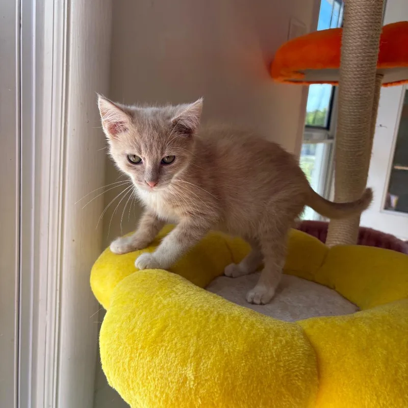 A baby small-sized male Buff / Tan / Fawn Domestic Short Hair cat named Grim for adoption in Lexington, KY