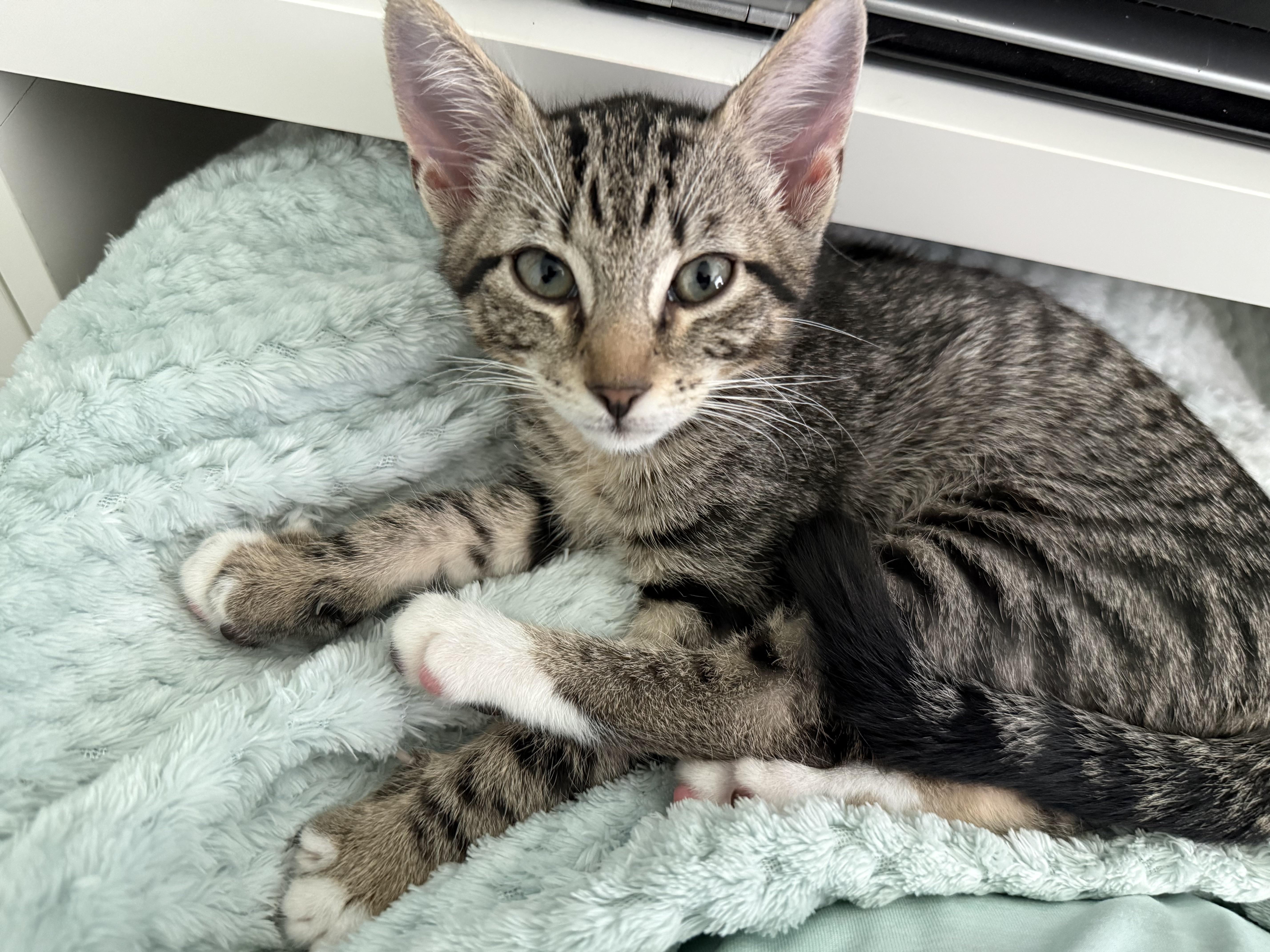 A baby small-sized female Tabby (Brown / Chocolate) Domestic Short Hair cat named Spackle for adoption in Tampa, FL