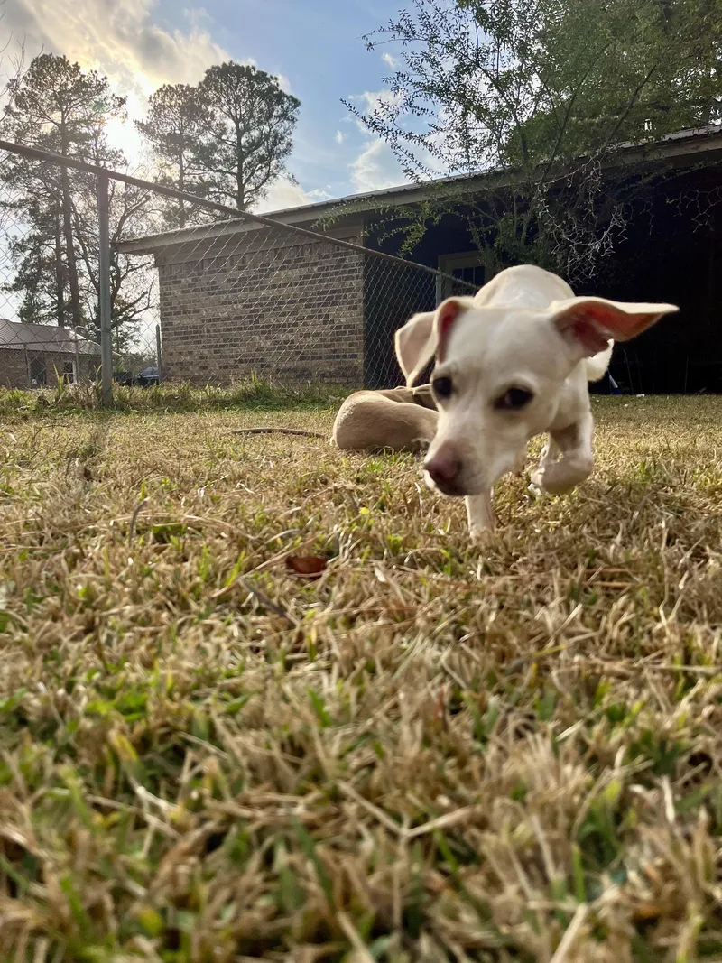 June In Texarkana Tx thumbnail 3