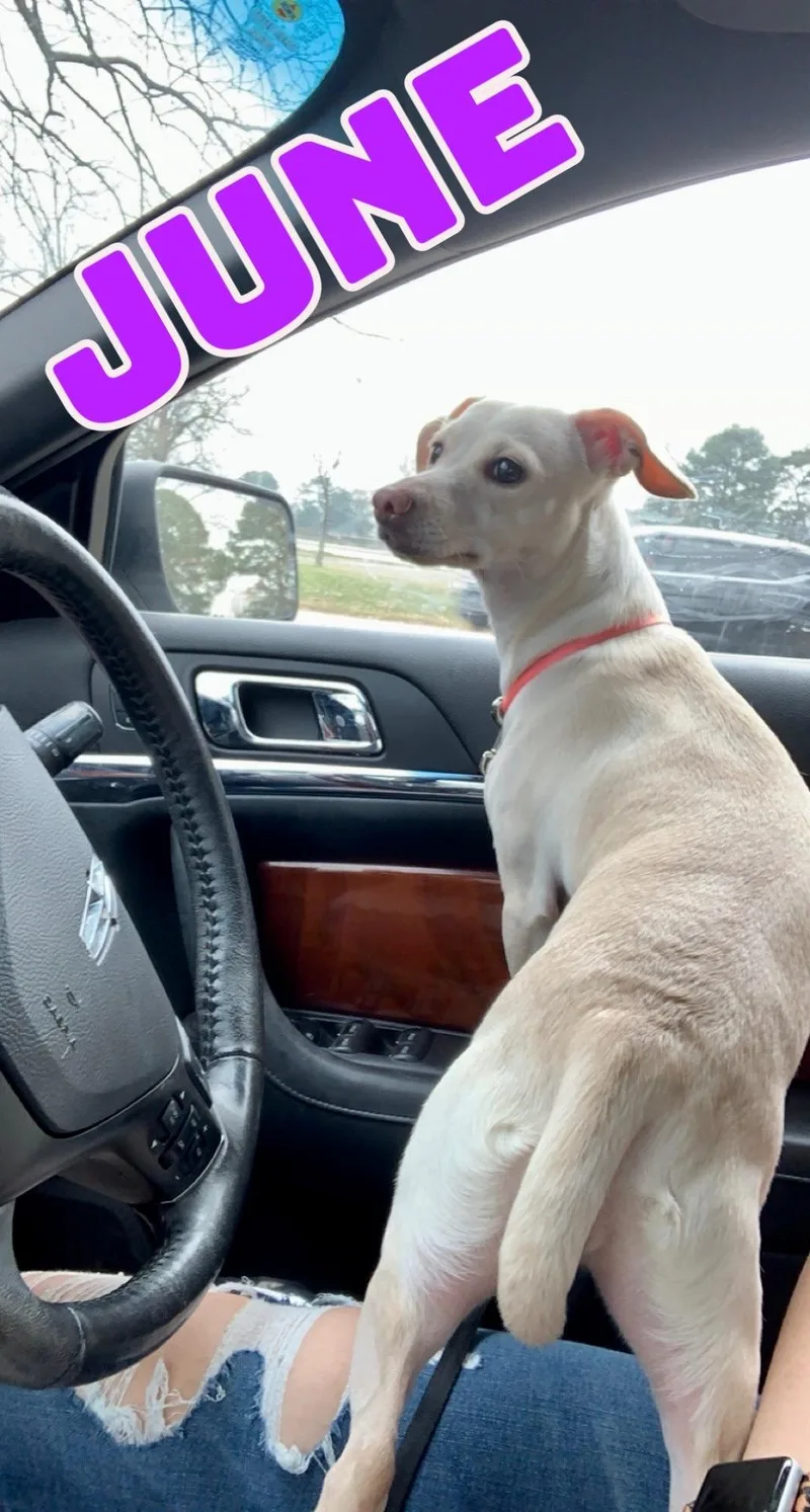 June In Texarkana Tx