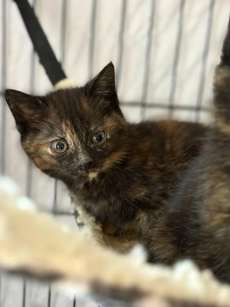 A baby medium-sized female Tortoiseshell Domestic Short Hair cat named Pancake for adoption in Milltown, NJ