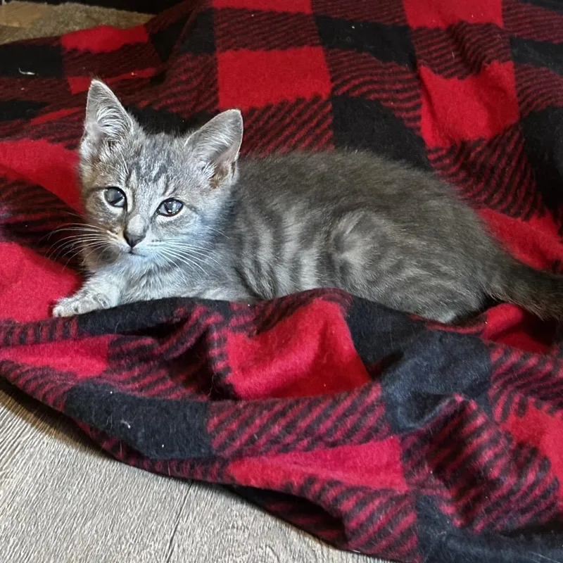 A baby small-sized male Gray / Blue / Silver Domestic Short Hair cat named Ostrich for adoption in Chattanooga, TN