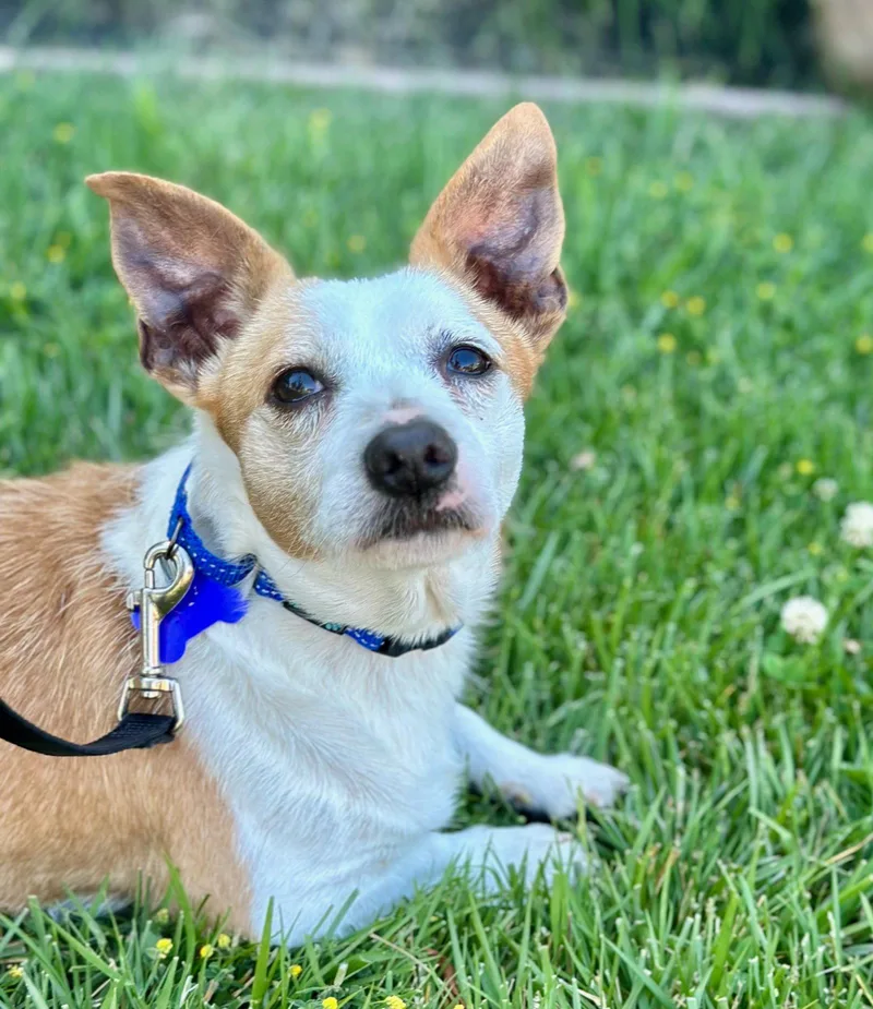 An adult small-sized male Corgi dog named Tuna for adoption in Palo Alto, CA