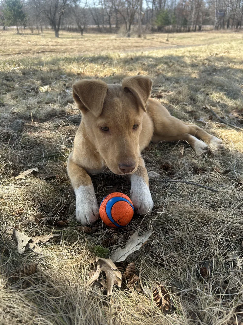 A baby medium-sized male Golden Nova Scotia Duck Tolling Retriever dog named Piper for adoption in Mora, MN