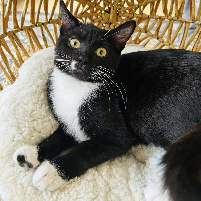 A young small-sized male Black Domestic Short Hair cat named Rocket for adoption in San Diego, CA