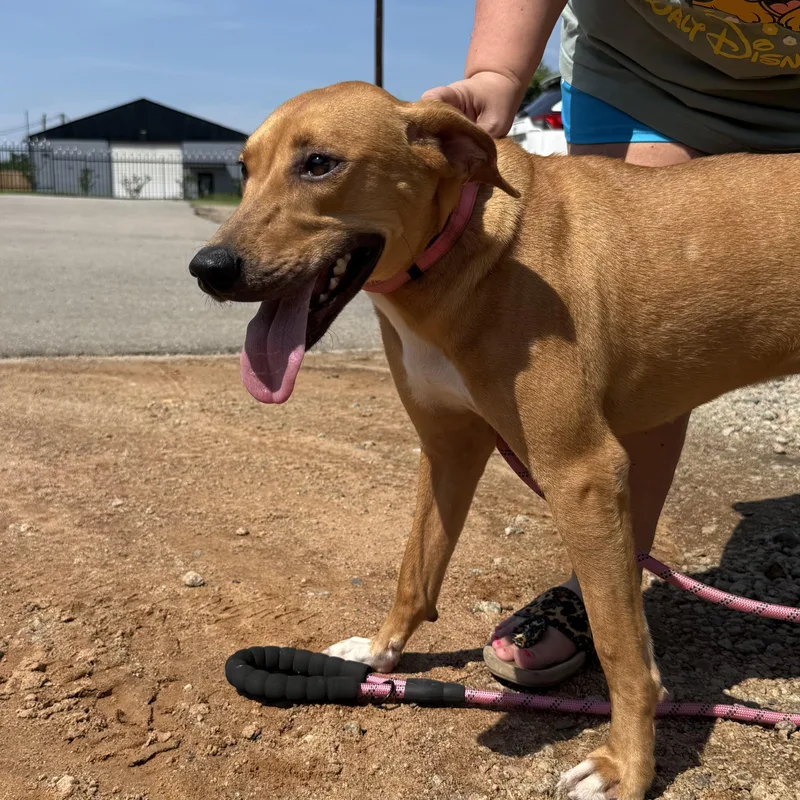An adult medium-sized female Red / Chestnut / Orange Labrador Retriever dog named Debbie for adoption in Columbia, SC